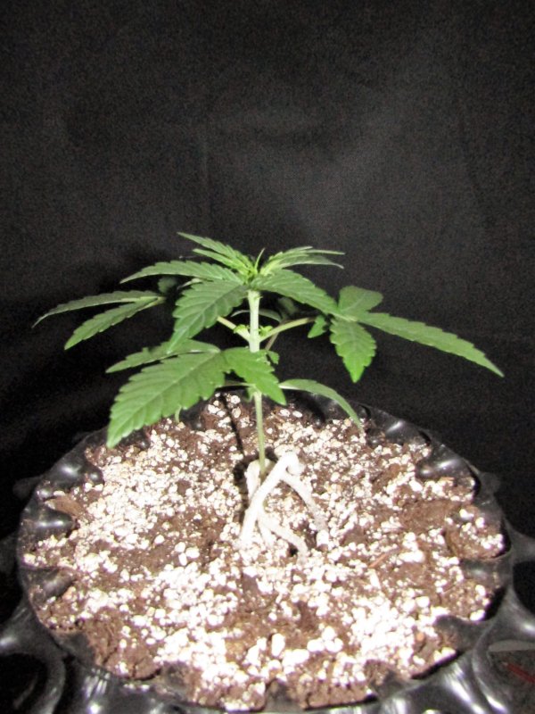 sour stomper day 14.JPG