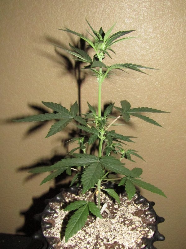 sour stomper day 22.JPG