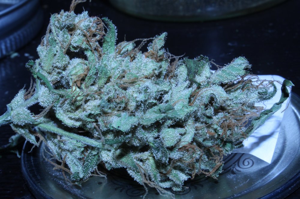 SourBubbly-Cush-Mephisto-cured.JPG