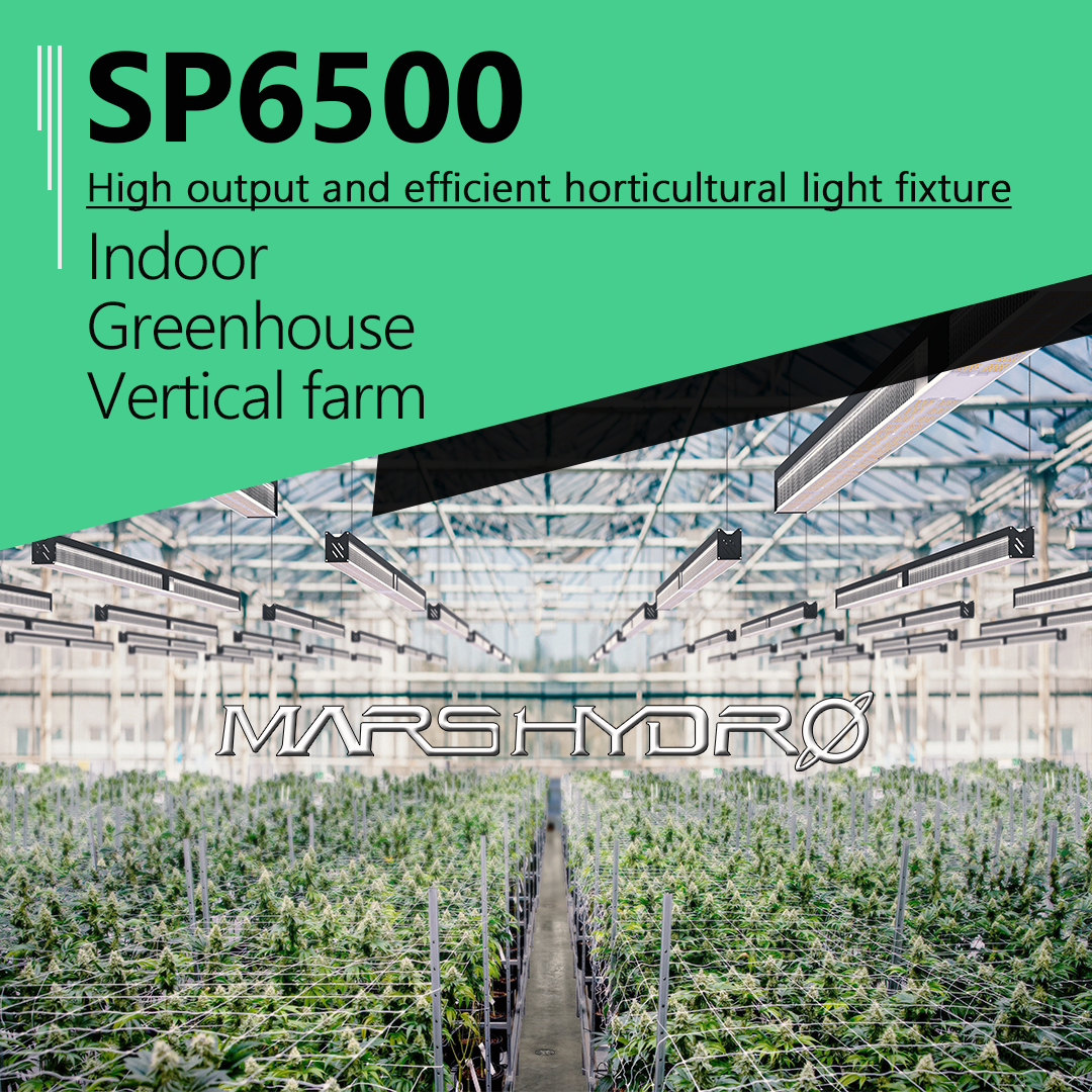 SP6500 led grow light-mars hydro-greenhouse.png