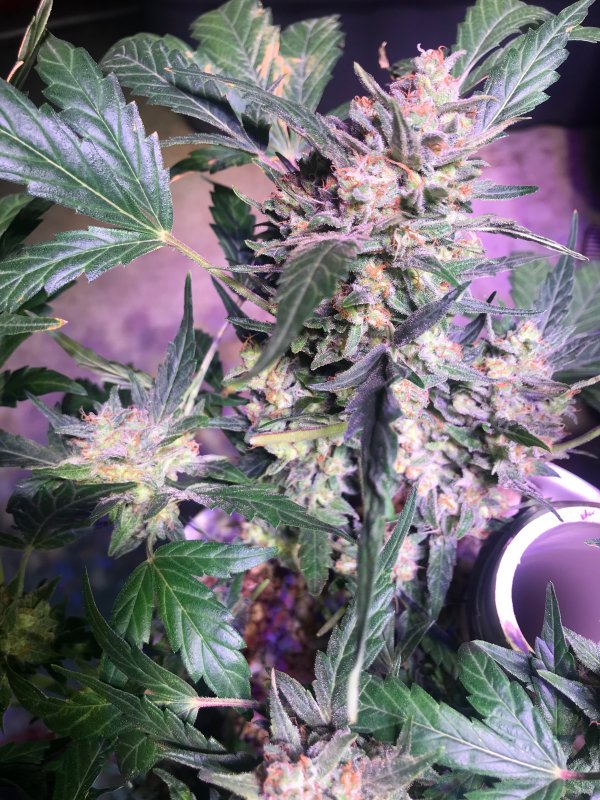 Speed Bud Day 66. Optic 6 COB.JPG