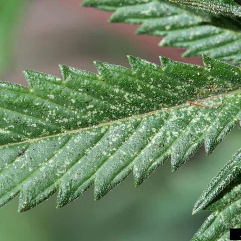 spider_mite_damage_cannabis_1.jpg