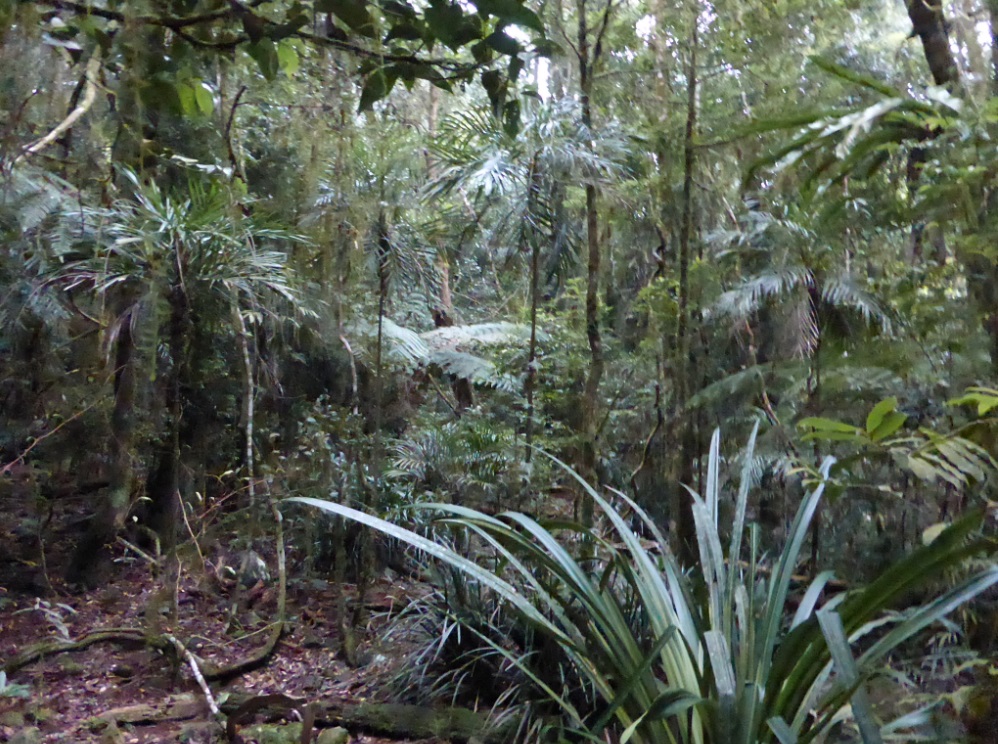 springbrookcooltemprainforestcloudforest.jpg