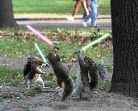 squirrel-star-wars.jpg