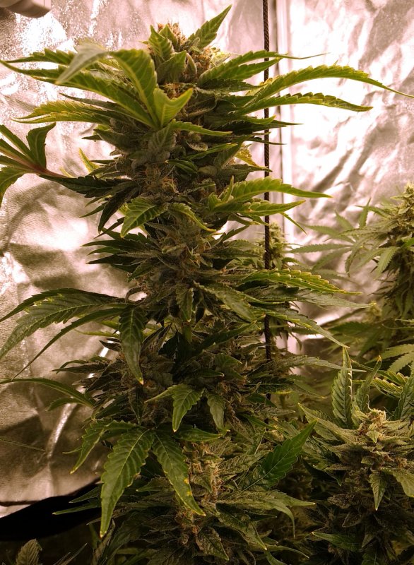 SS Amnesia CBD pic2 -3-18-2019.jpg