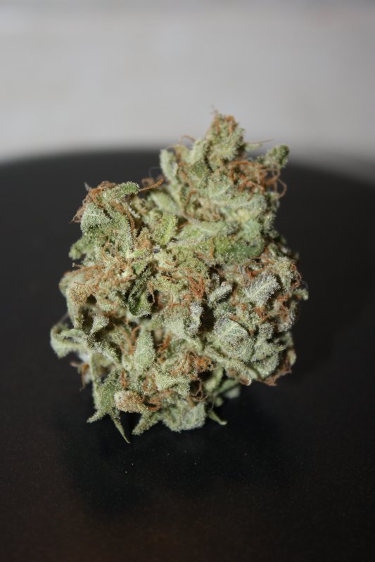 SS CMXL bud-1.jpg