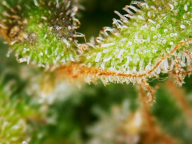 star1-trichomes 3-26.jpg