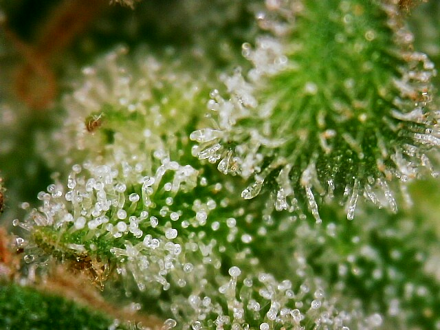 star1 trichomes week11-day 71a-.jpg