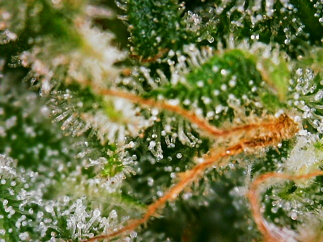 star1 trichomes week11-day 71ab.jpg