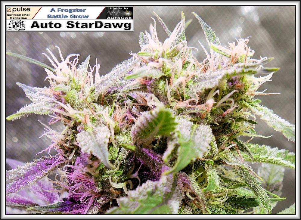 StarDawg 05th July 2019 Bud.jpg