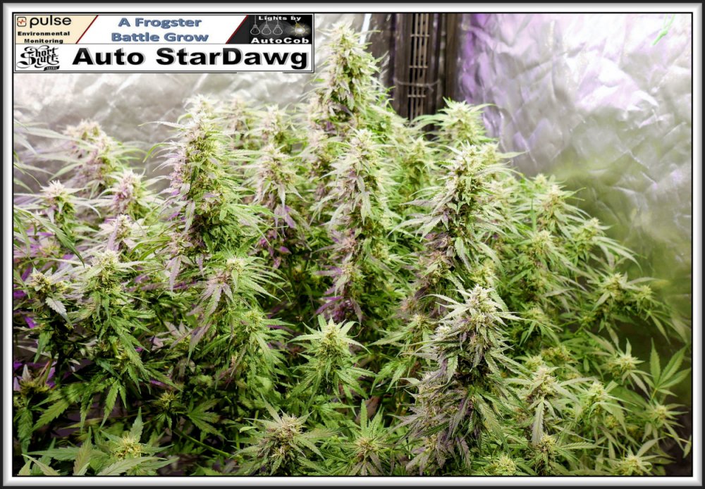 StarDawg 05th July 2019.jpg