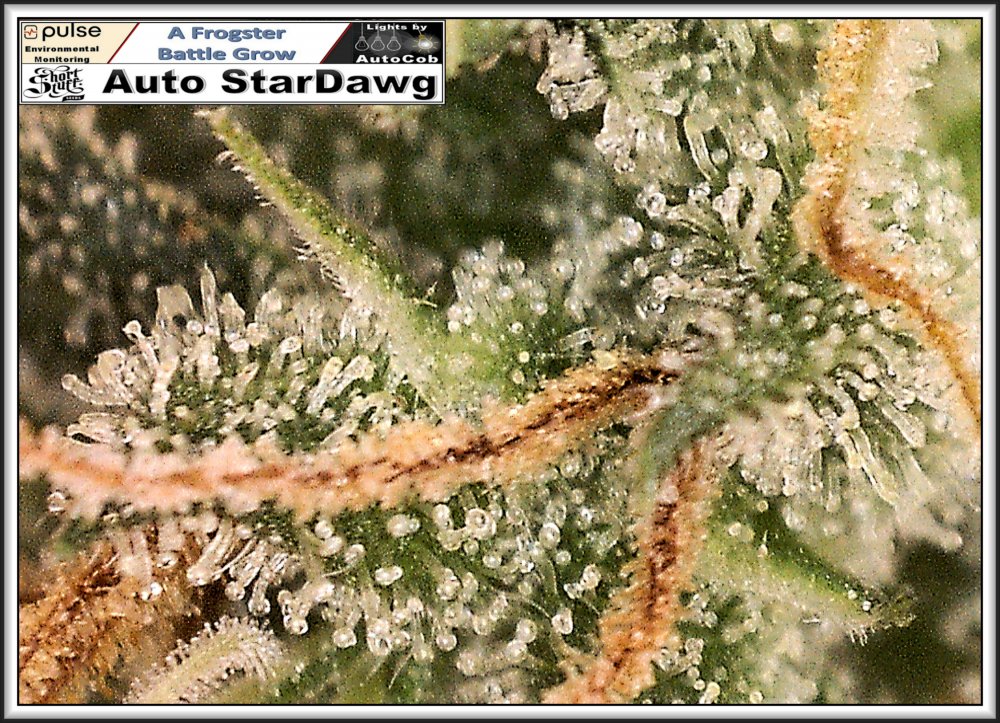 StarDawg 07th July 2019 Mid Test Bud Trics 2.jpg