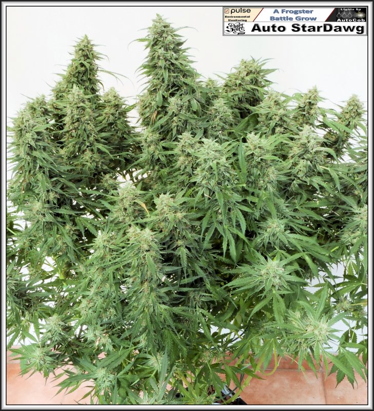 StarDawg 17th July 2019 Chop A.jpg