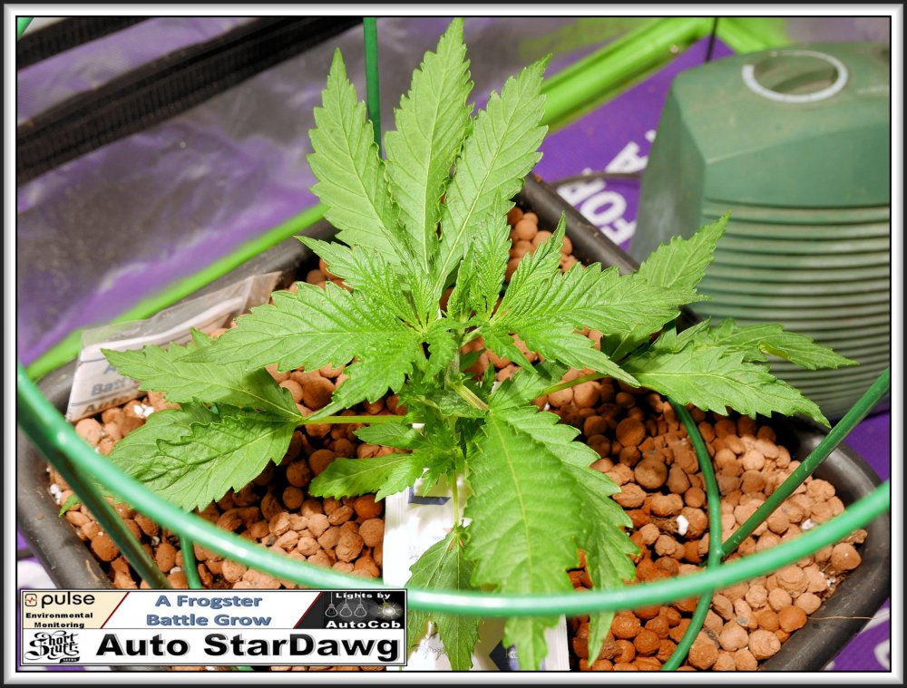 StarDawg 21st May 2019.jpg