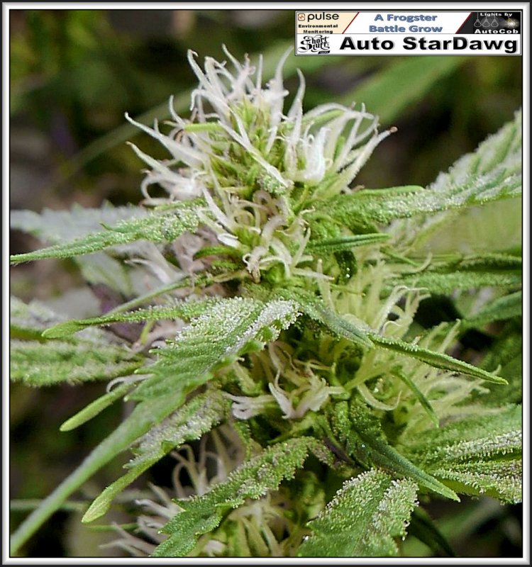 StarDawg 24th June 2019 Bud.jpg