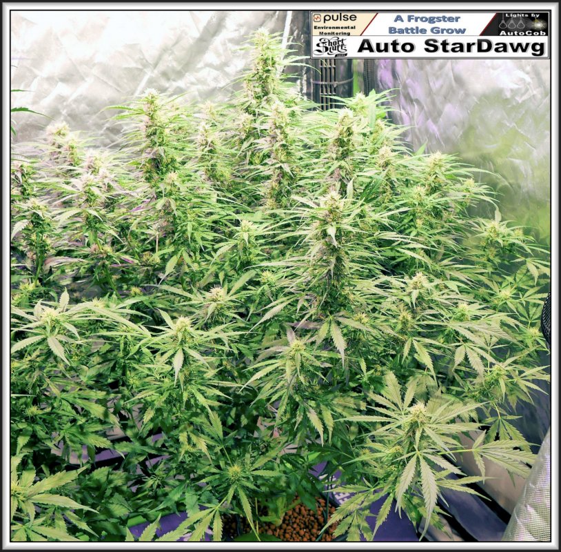 StarDawg 29th June 2019.jpg