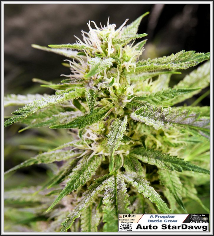 StarDawg 29th June 2019 Mid Level Bud.jpg