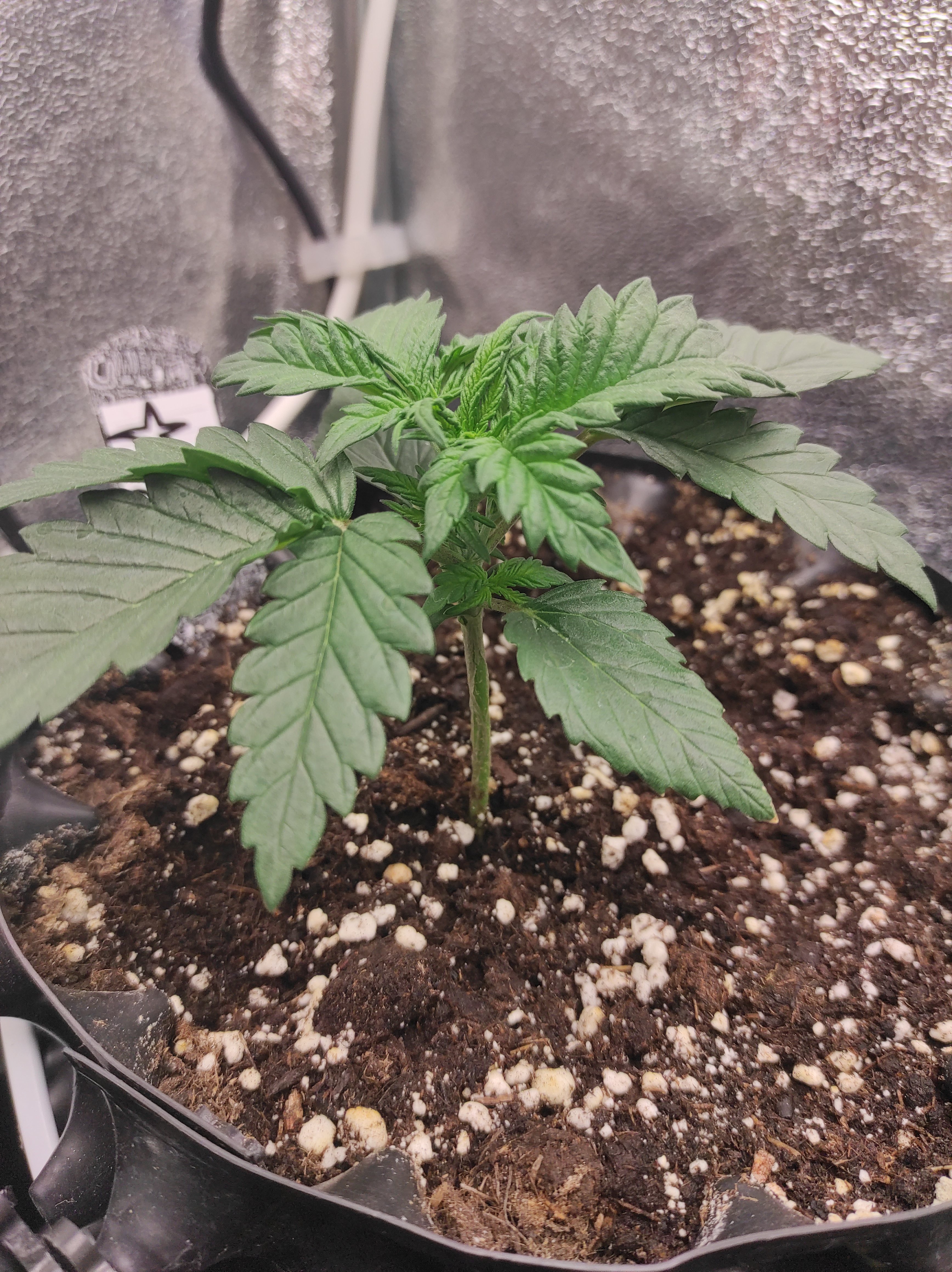 StarDawg day 14 (1).jpg