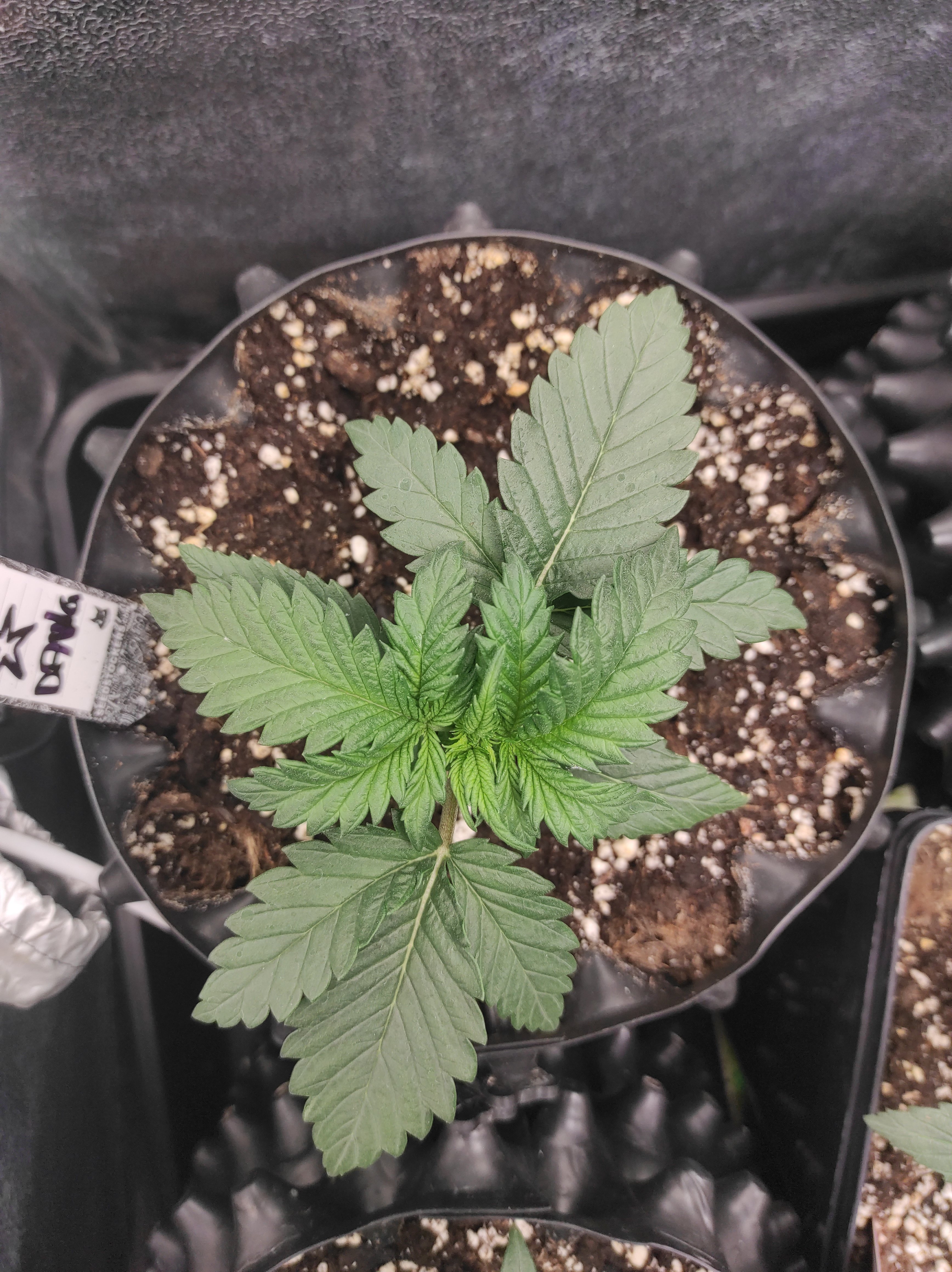 StarDawg day 14 (2).jpg