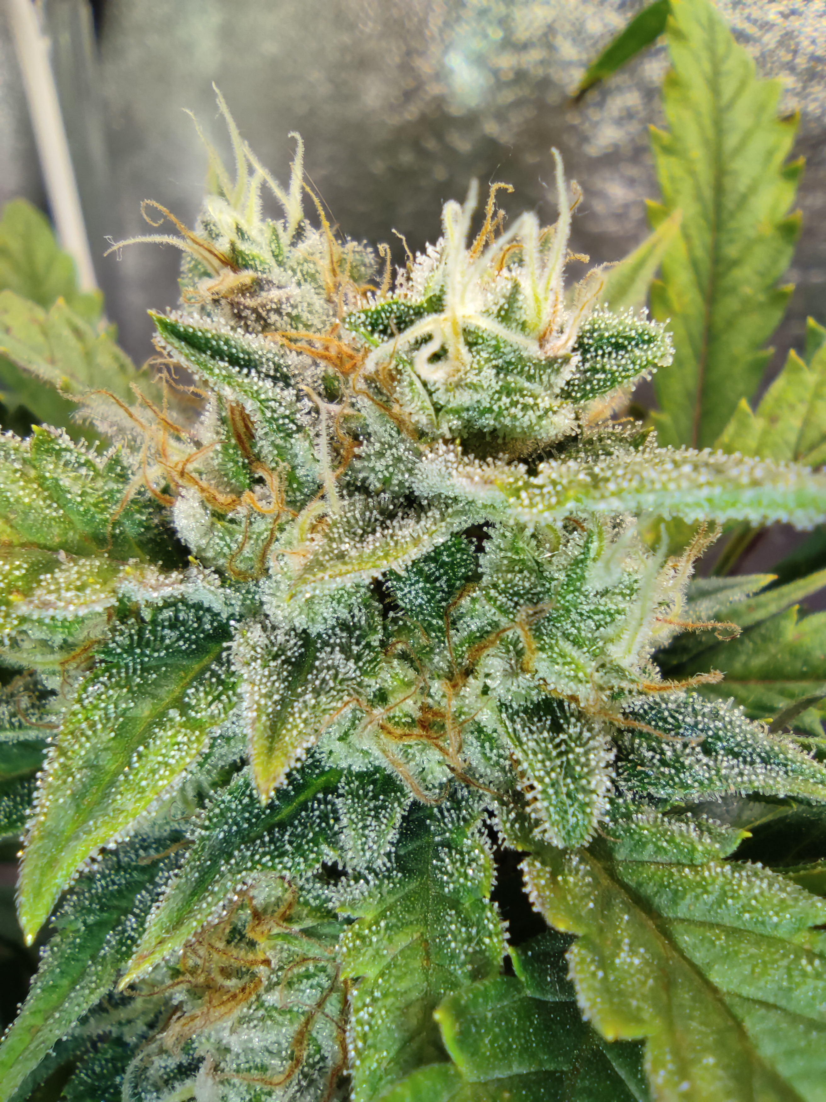 StarDawg day 54 (2).jpg