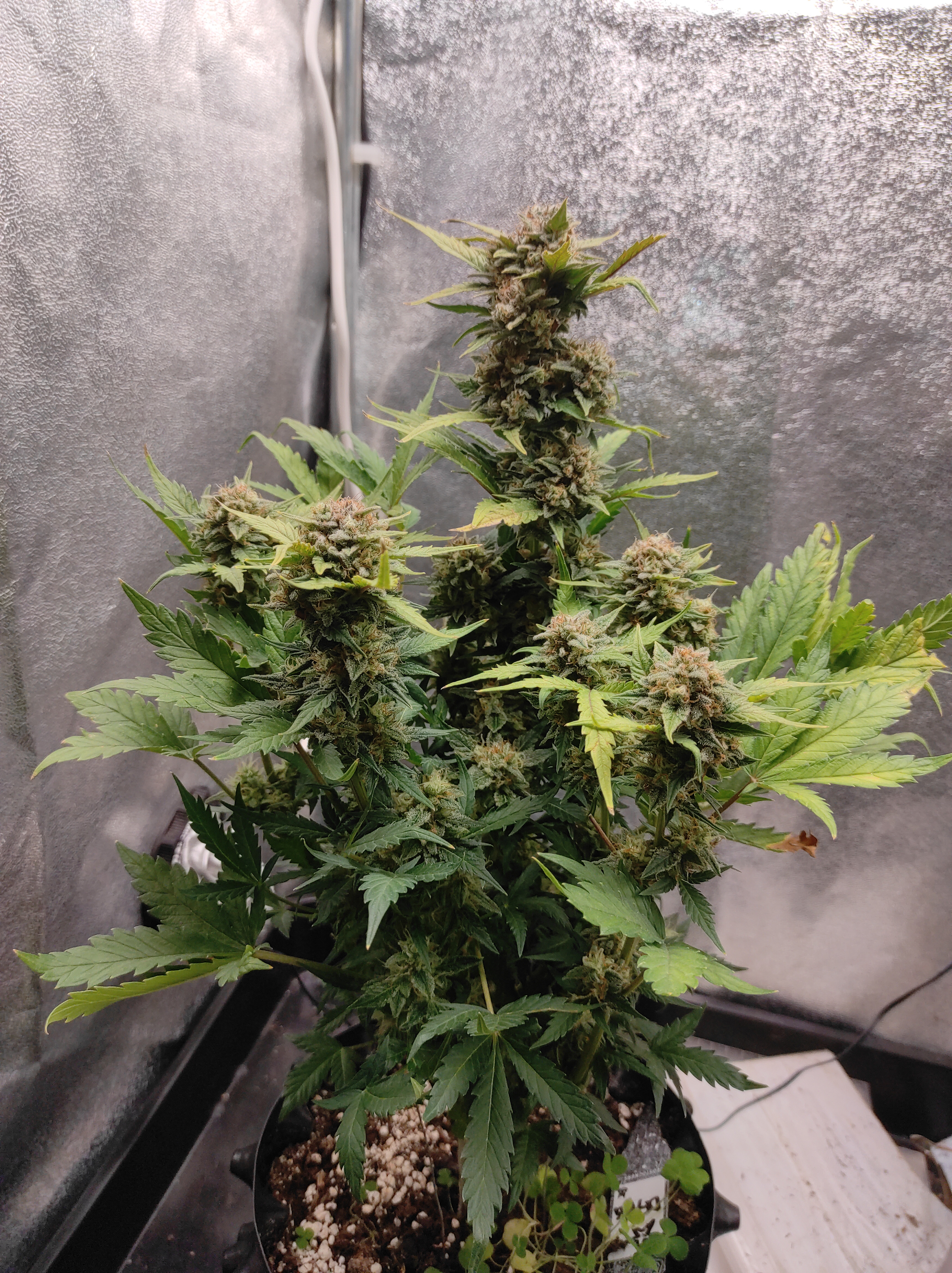 StarDawg day 63 (1).jpg