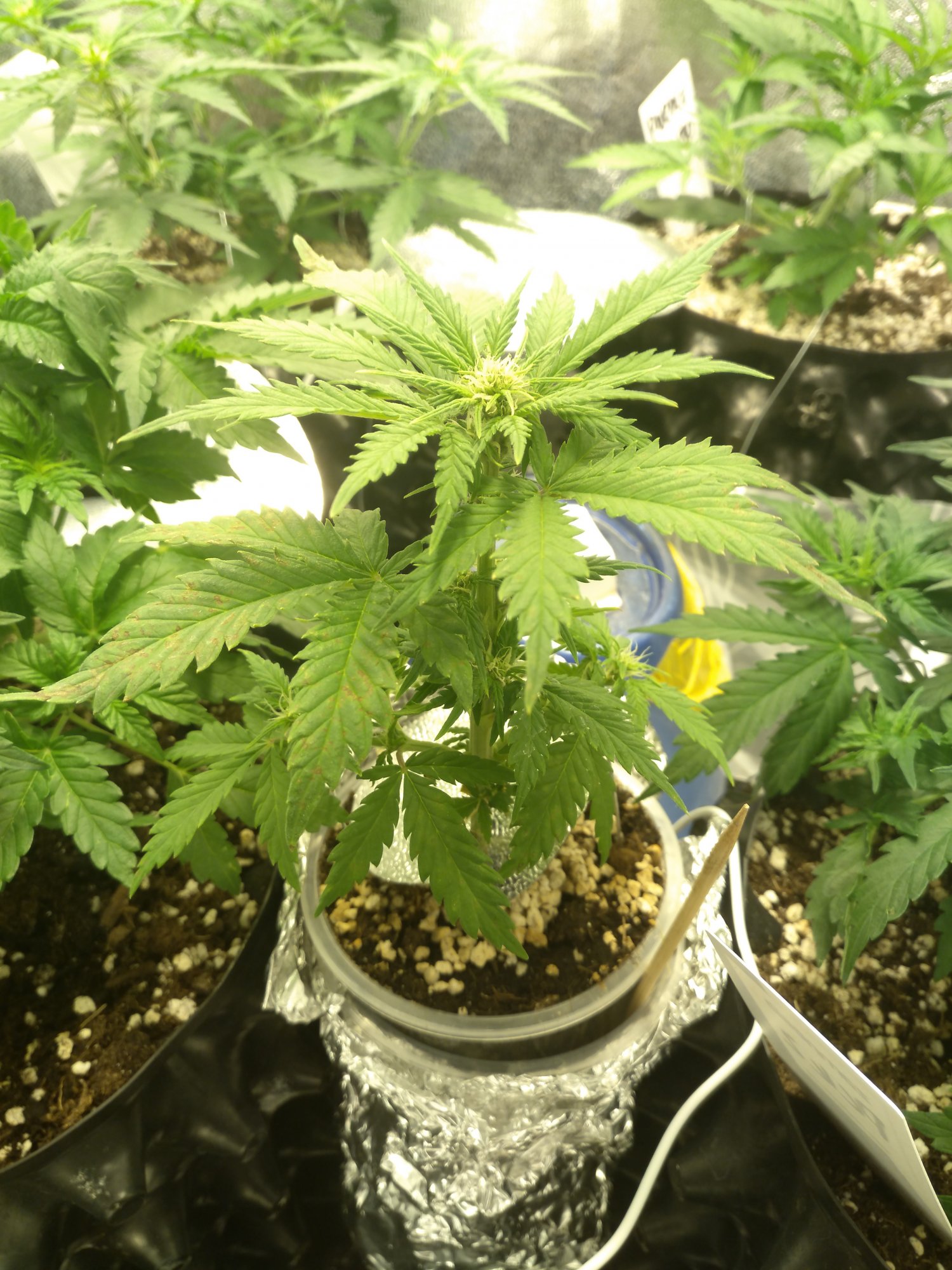 Stardawg day28.jpg