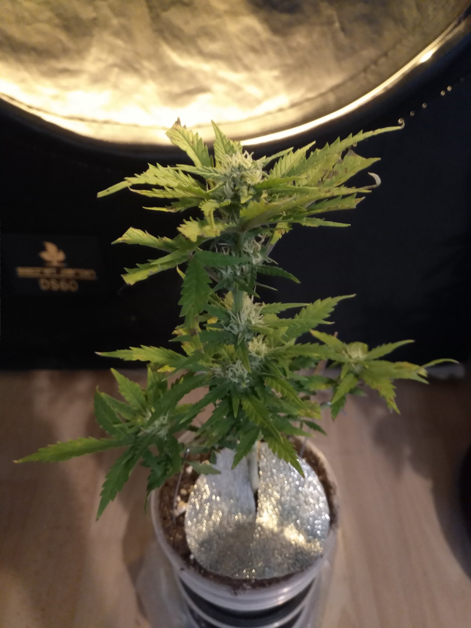 Stardawg day35.jpg