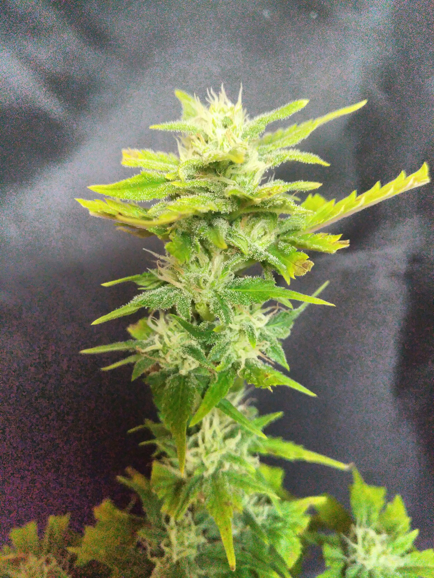 Stardawg day42 closeup.jpg