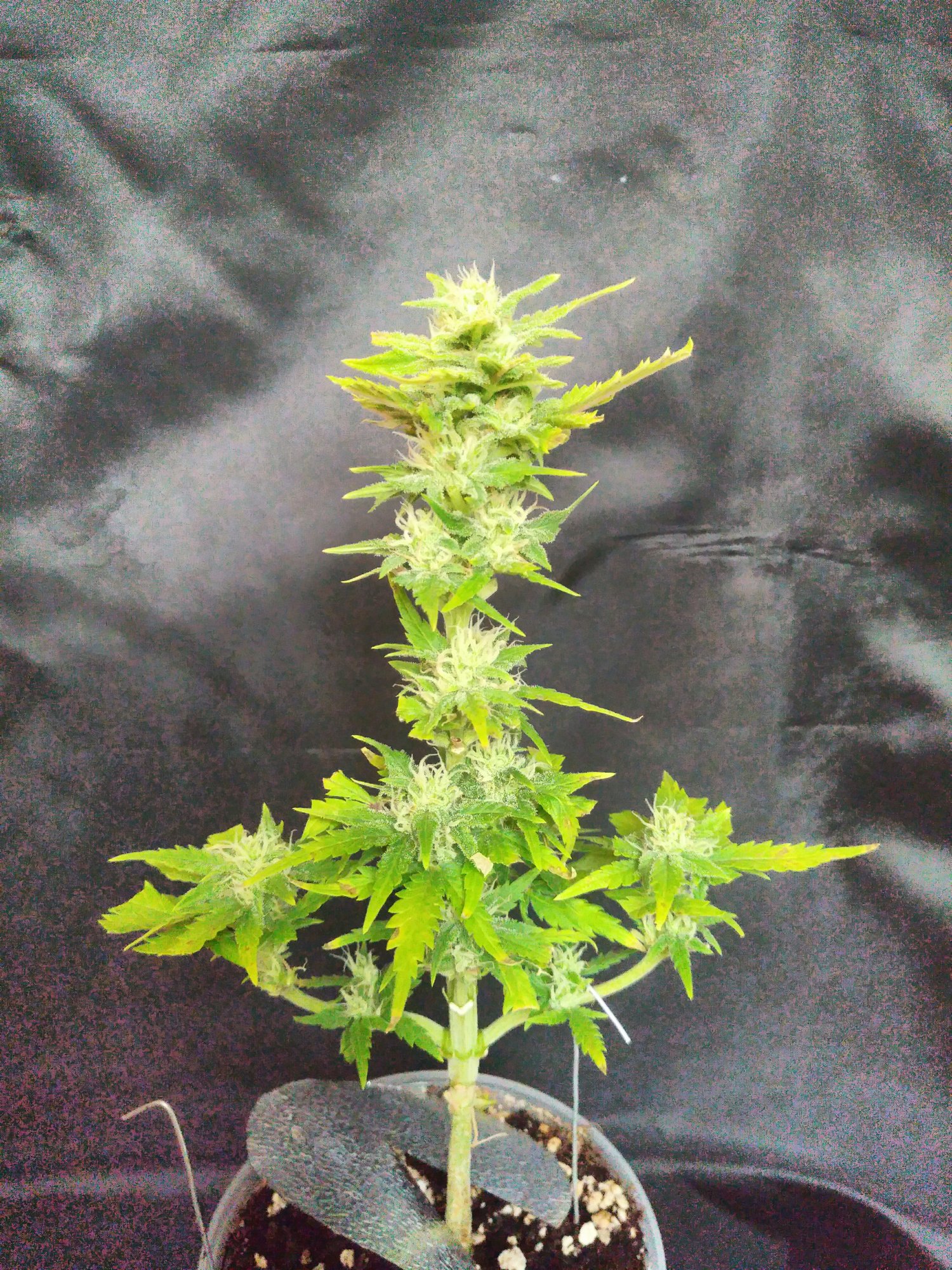 Stardawg day42.jpg