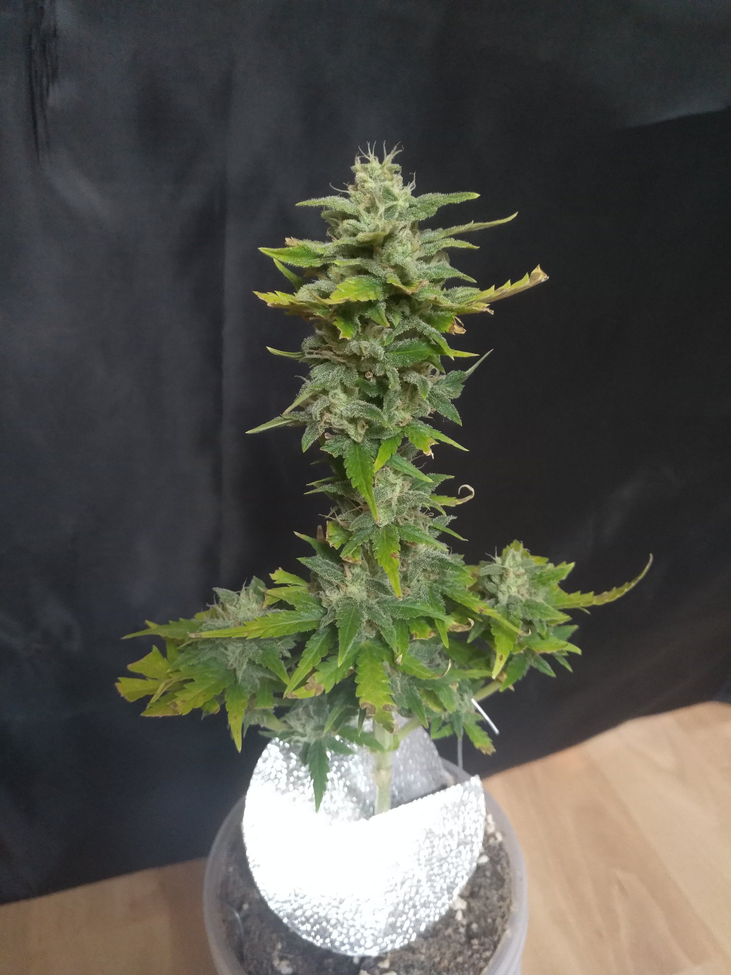 Stardawg day50.jpg