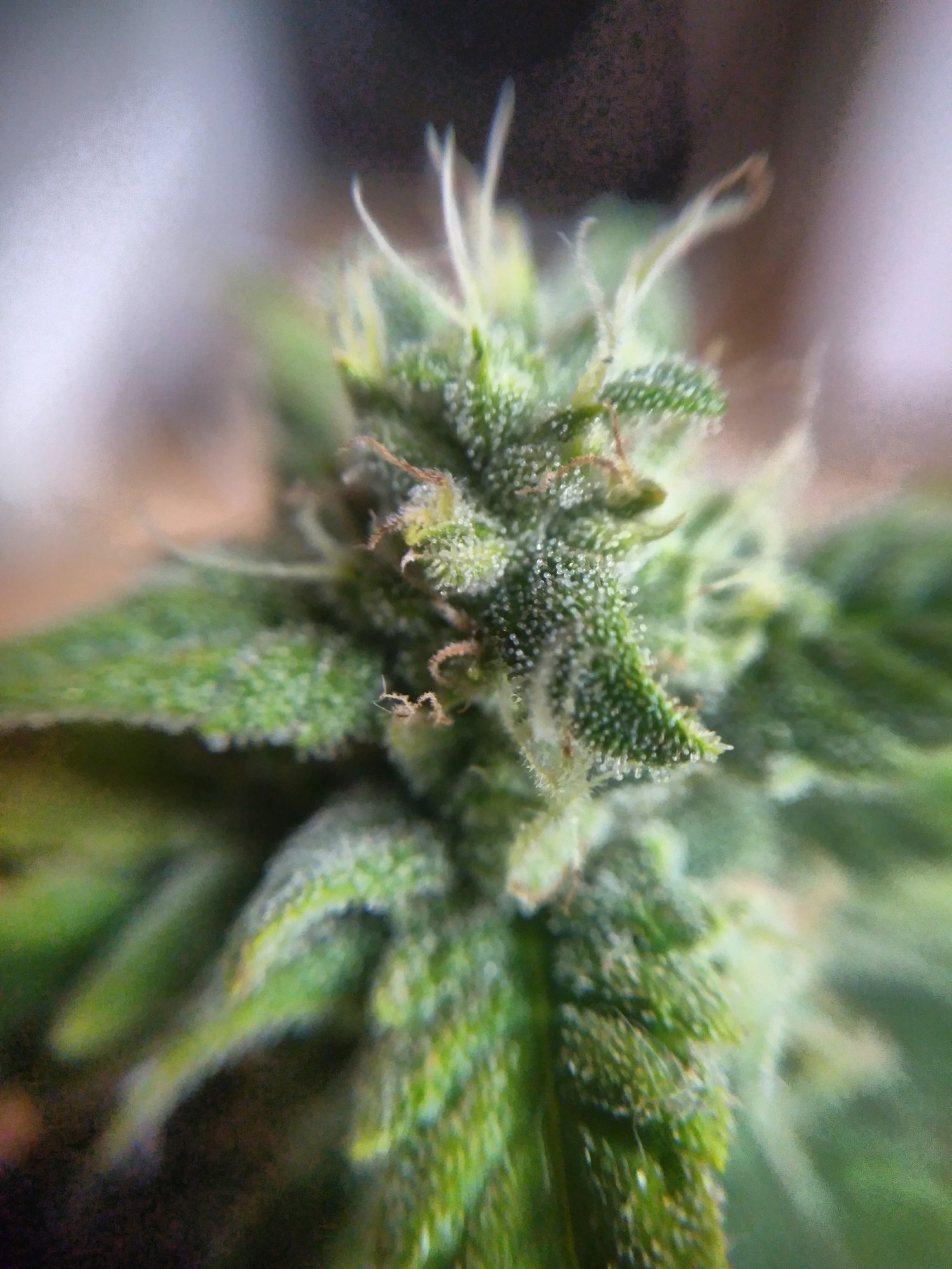 Stardawg day50 macro.jpg