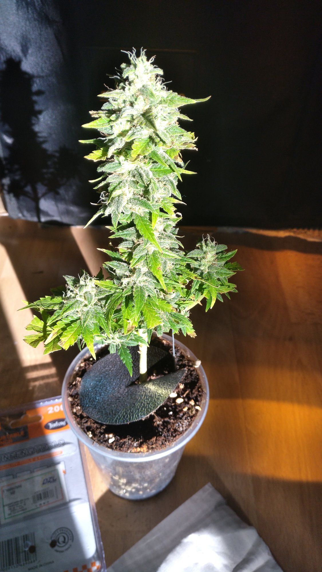 Stardawg day56.jpg