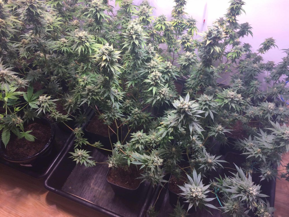 StarDawg-Day62-02.JPG