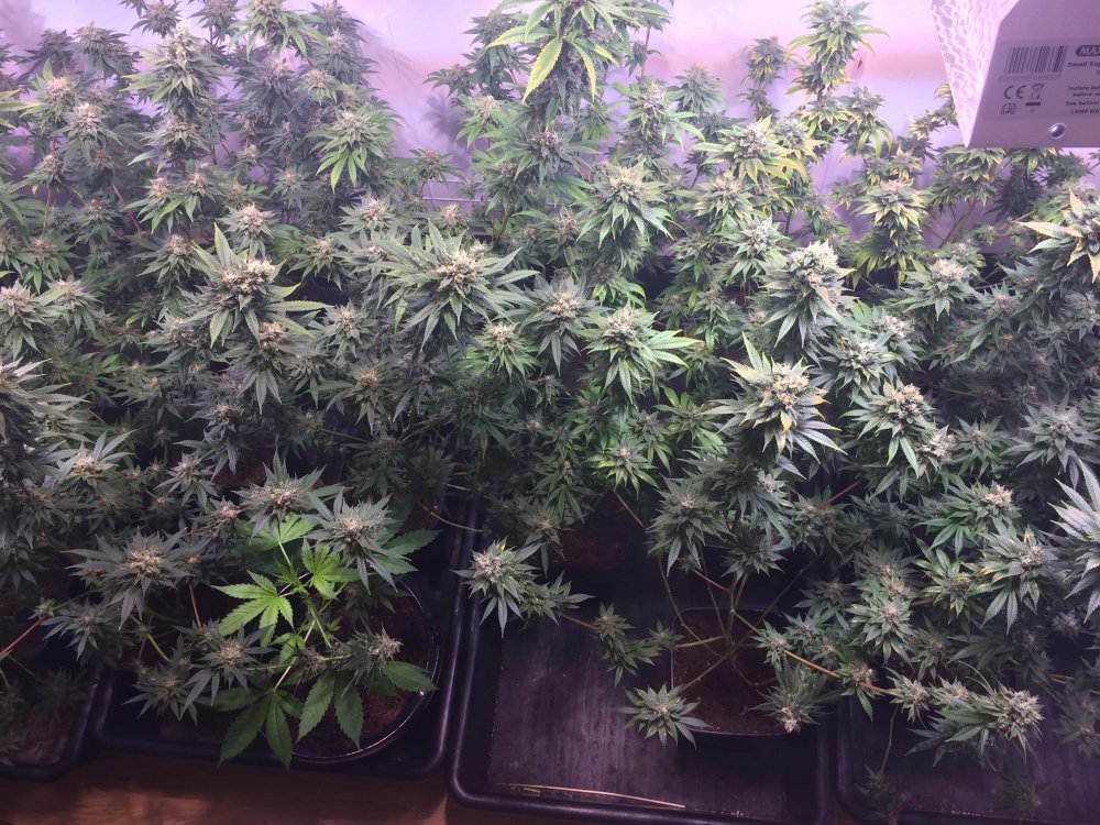 StarDawg-Day62-03.JPG