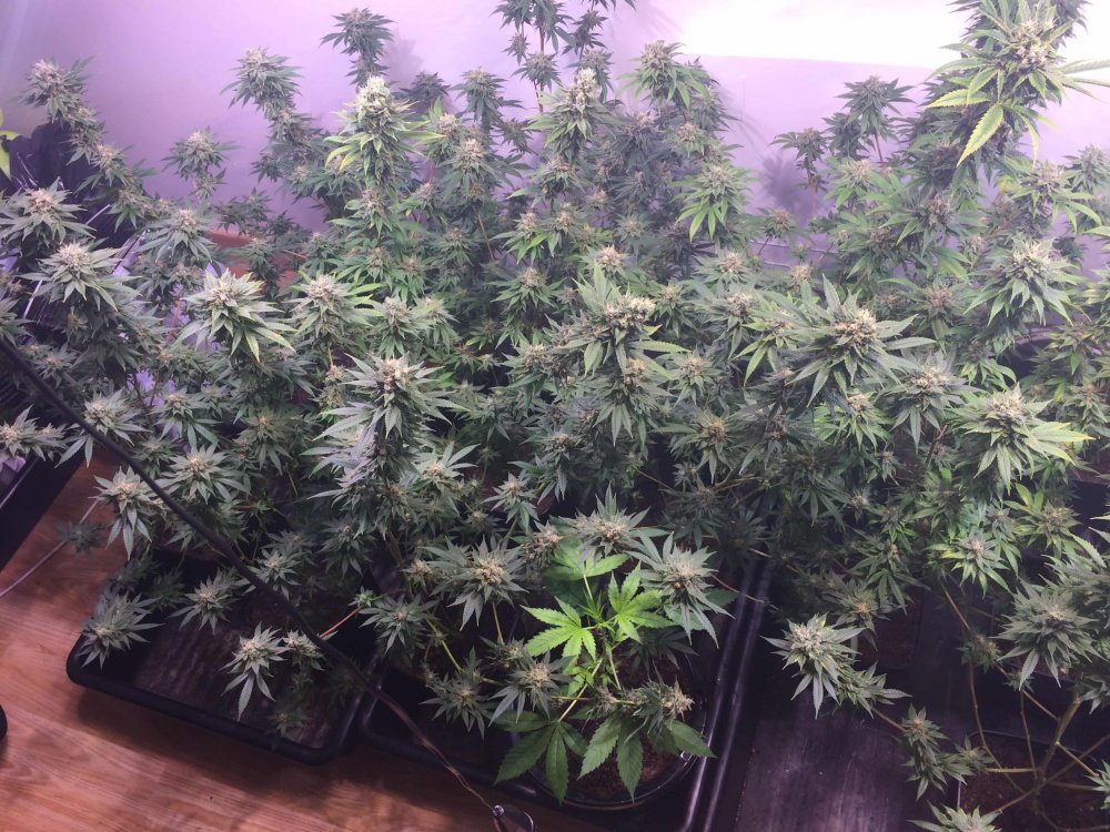 StarDawg-Day62-04.JPG