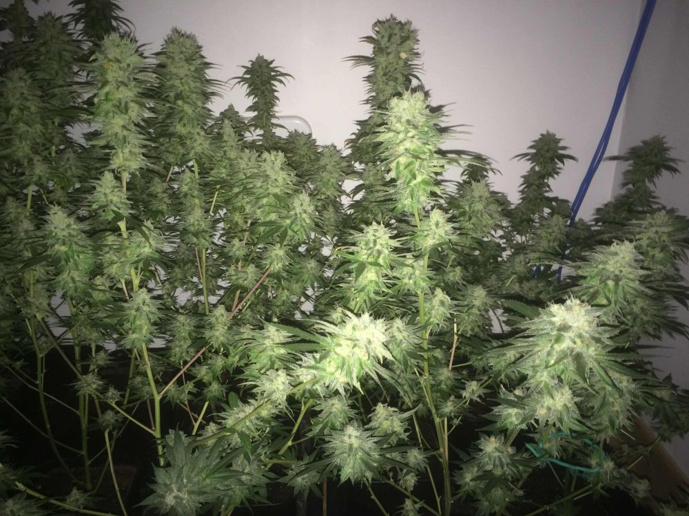 StarDawg-Day62-06.JPG