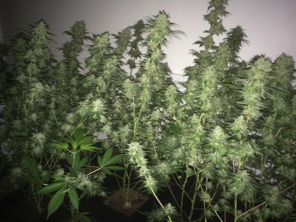 StarDawg-Day62-07.JPG