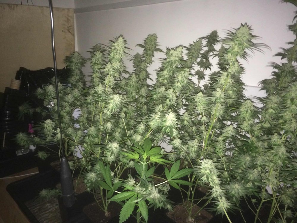 StarDawg-Day62-08.JPG