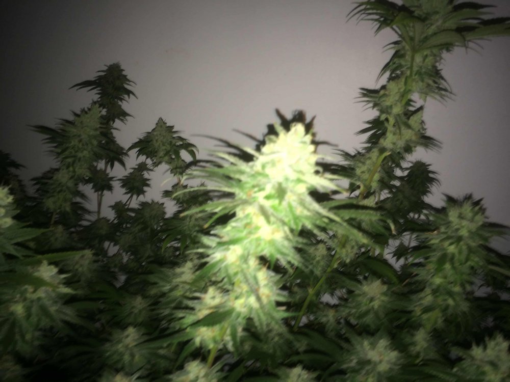 StarDawg-Day62-09.JPG