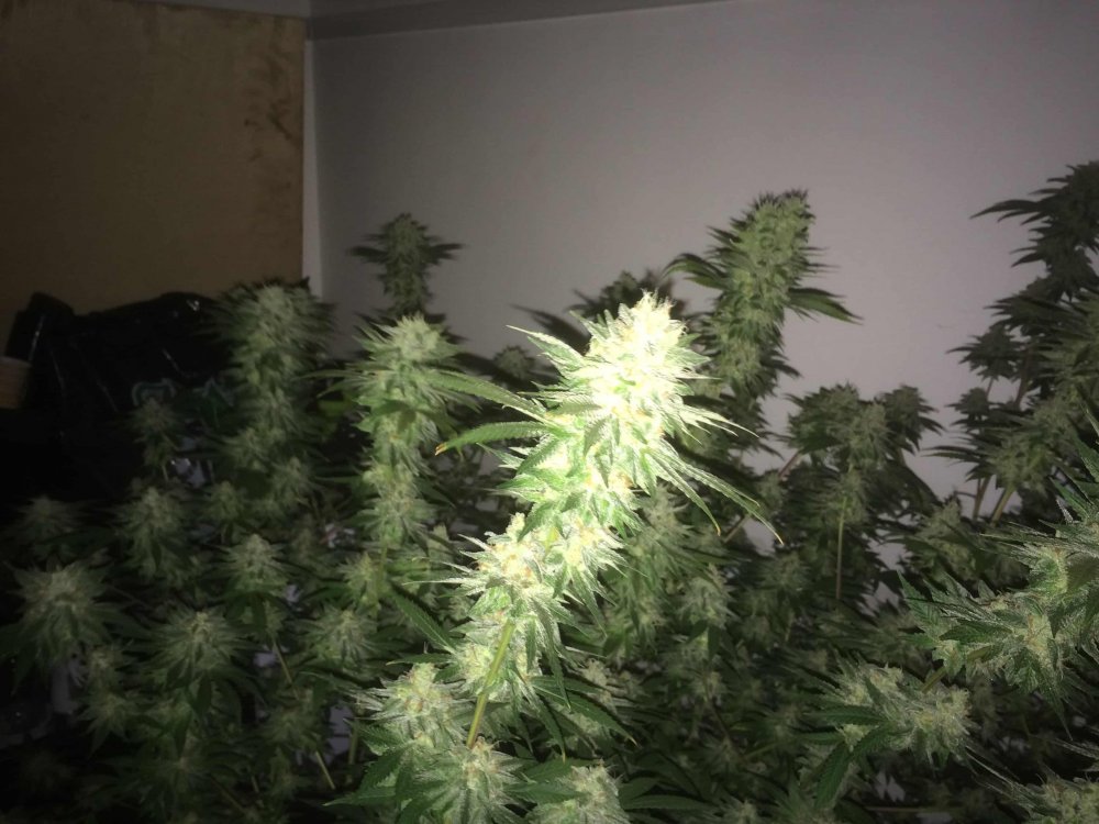 StarDawg-Day62-10.JPG