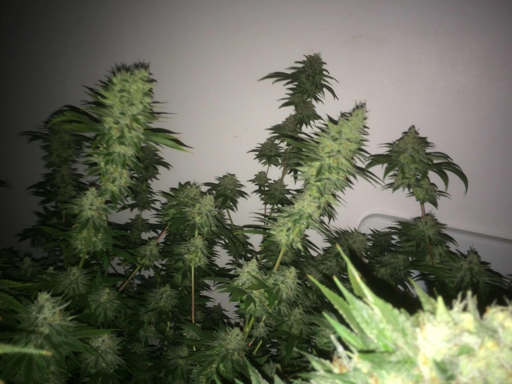 StarDawg-Day62-11.JPG