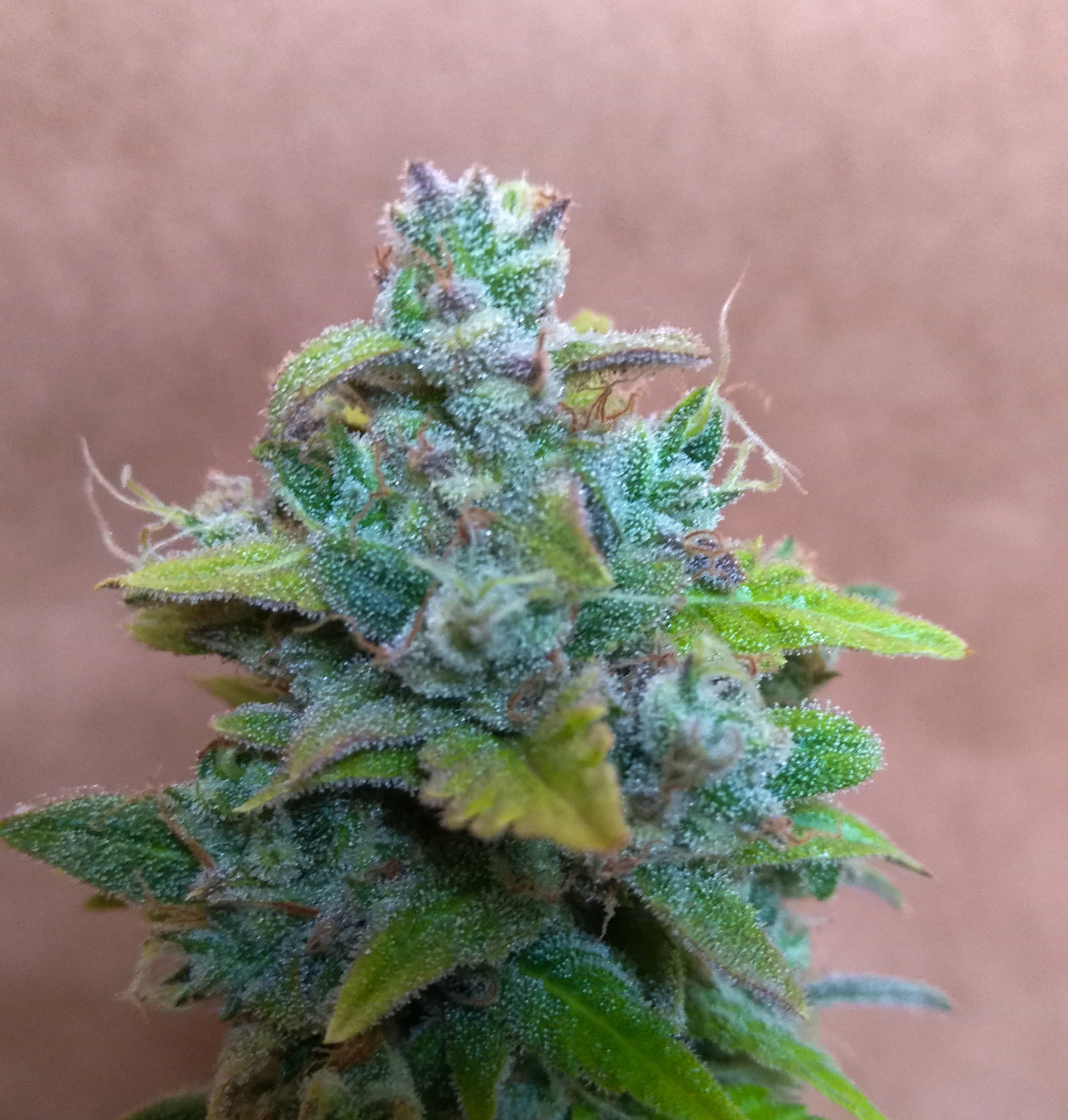 Stardawg day69 (3).jpg