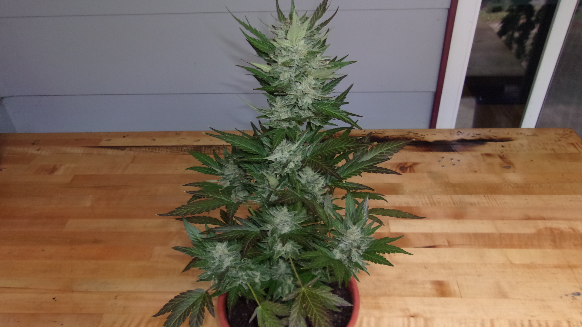 Stardawg week 11.JPG