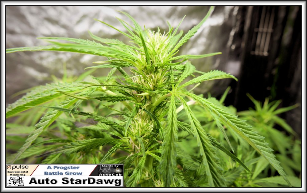 StarDawg13th June 2019 Bud.jpg