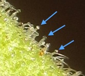 stemtrichs.jpg