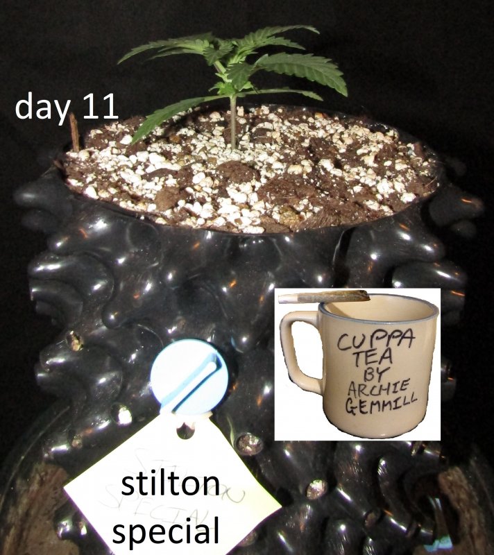 stilton special 3L day 11.JPG