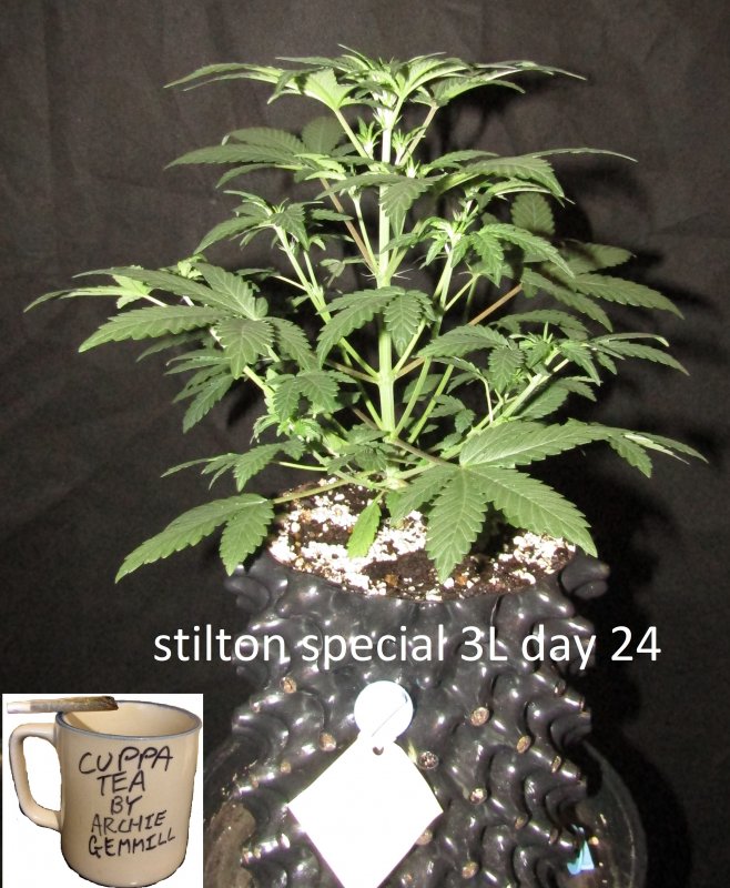 stilton special 3L day 25.JPG