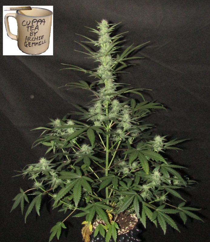 stilton special 3L day 43.JPG