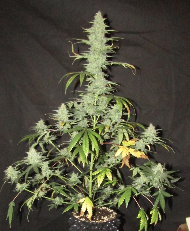 stilton special 3L day 59.JPG