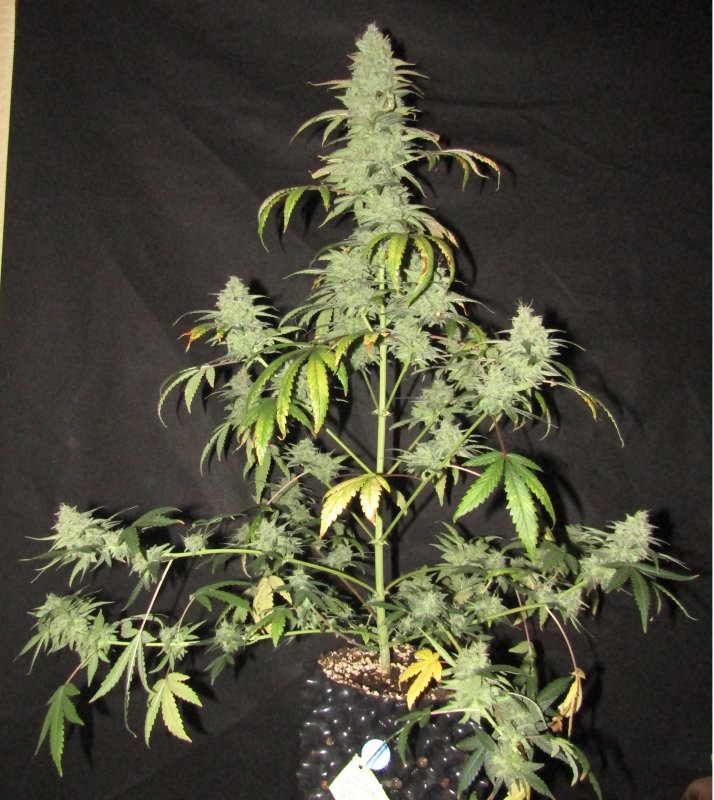 stilton special 3L day 66.JPG